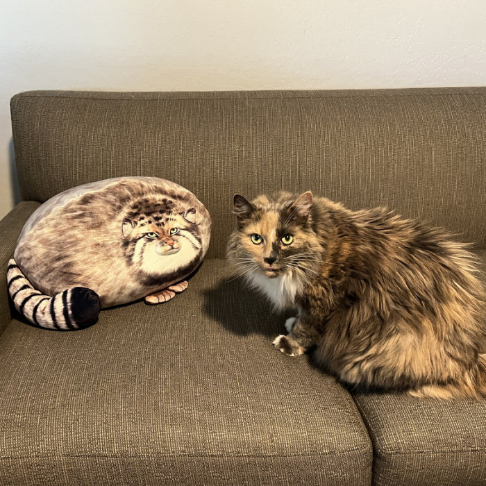 Levande katt bredvid en kudde formad som en katt på en soffa.