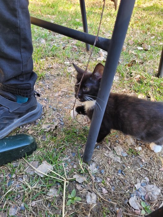 Svart och vit kattunge under stol bredvid människofot utomhus på gräsmatta.