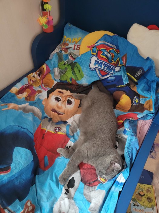 En grå katt sover på en barnsäng med "Paw Patrol"-tema. Leksaker och en bok syns.