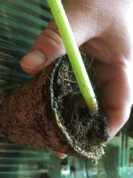 En hand håller ett uppklippt växtbiokrukasystem som avslöjar rötter och jord.