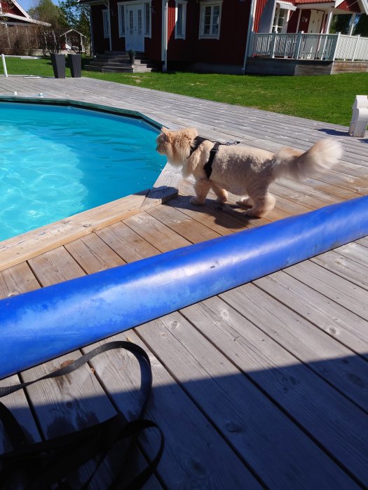 Hund i sele på trädäck, tittar på simbassäng, soligt, rött hus i bakgrunden.