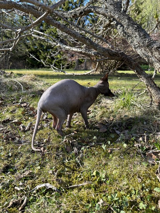 En sphynxkatt ute i en solig trädgård med träd och gräs.