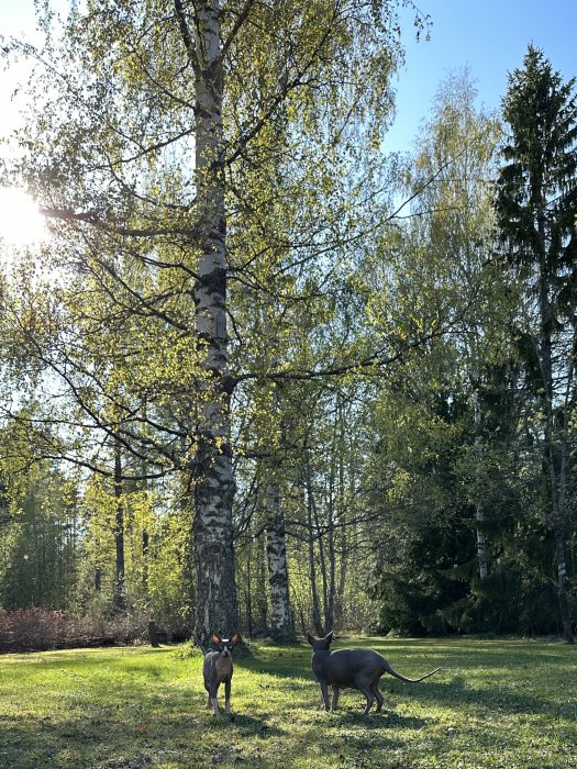Två hundar i solig skogsglänta med björkträd och barrträd i bakgrunden.