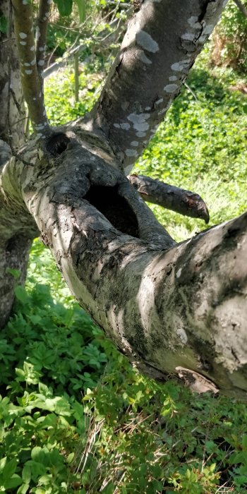 Trädgrenar med flagnande bark, gröna växter i bakgrunden, naturlig miljö, dagtid, solljus, utomhus.