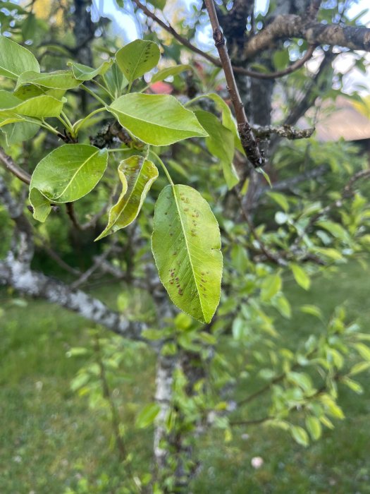 Närbild av gröna blad på gren, några med bruna fläckar, mot suddig bakgrund av gräsmatta och träd.