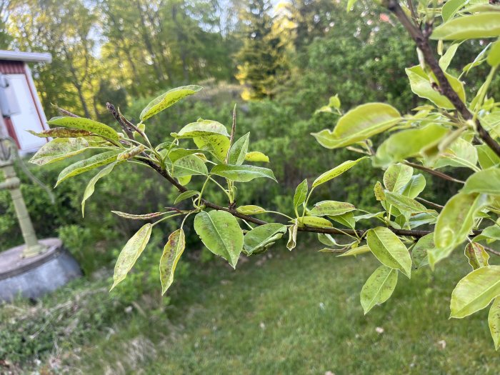 Gren med gröna löv framträder, suddig bakgrund med grönska, del av röd byggnad synlig.