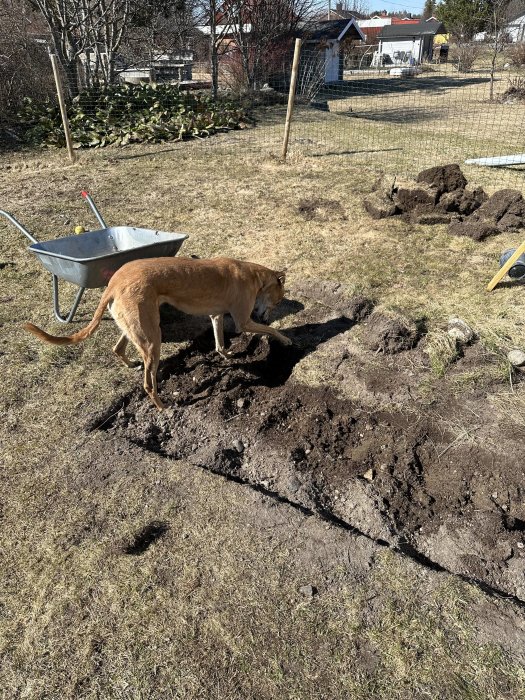 Hund gräver nära skottkärra i solig trädgård med gräshögar och staket.