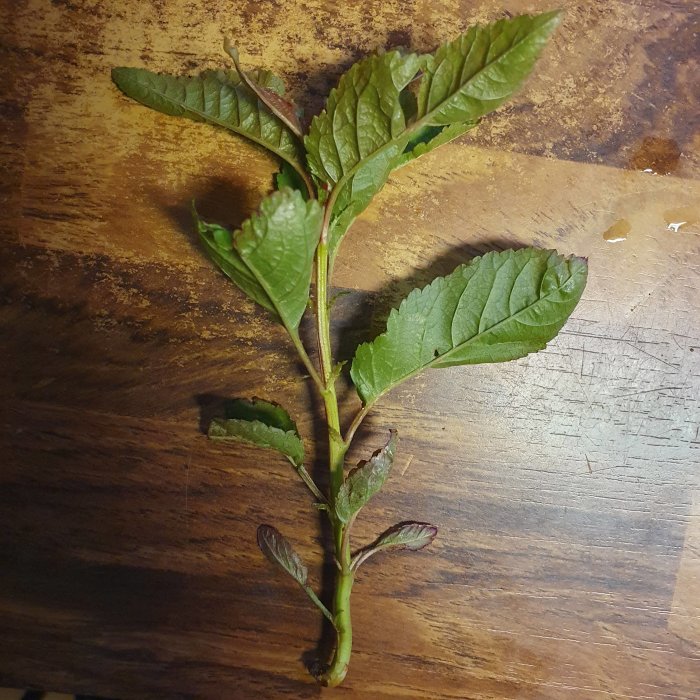 Grönt växtskott med blad på träyta. Naturligt ljus. Ovanifrån-perspektiv. Möjligtvis trädgårds- eller kryddväxt.