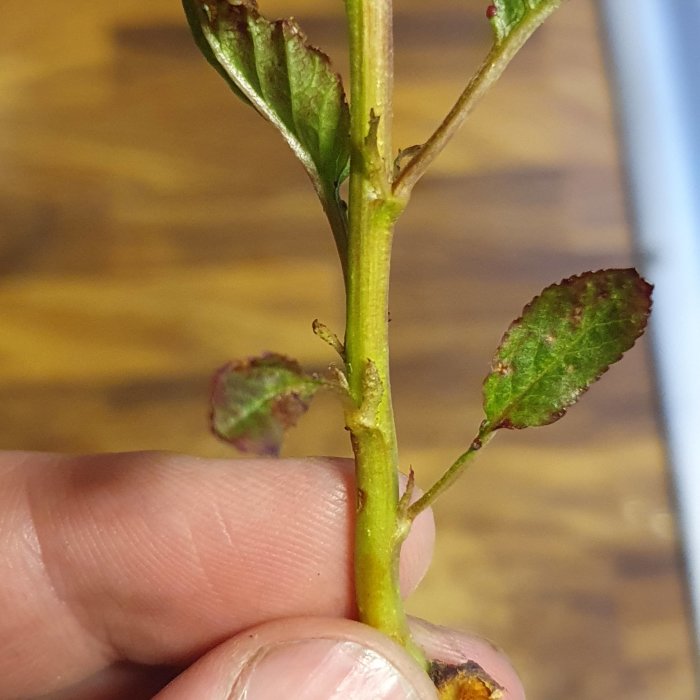 Närbild av en stjälk med små blad, håller i, skadat löv, natur, trägolv bakgrund.