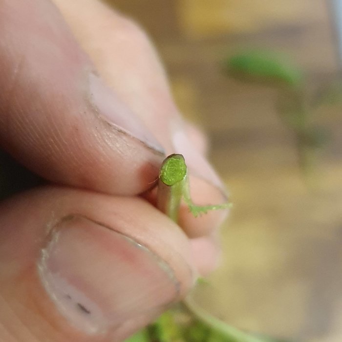 Liten grön planta mellan fingrar, närbild, mjukt fokus i bakgrunden, spirande liv, detaljrikedom, natur.