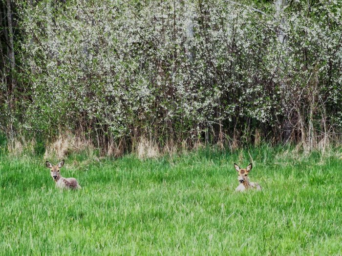 Två vilda rådjur ligger i grönt gräs med blommande buskar i bakgrunden. Natur, vår, fridfullt.