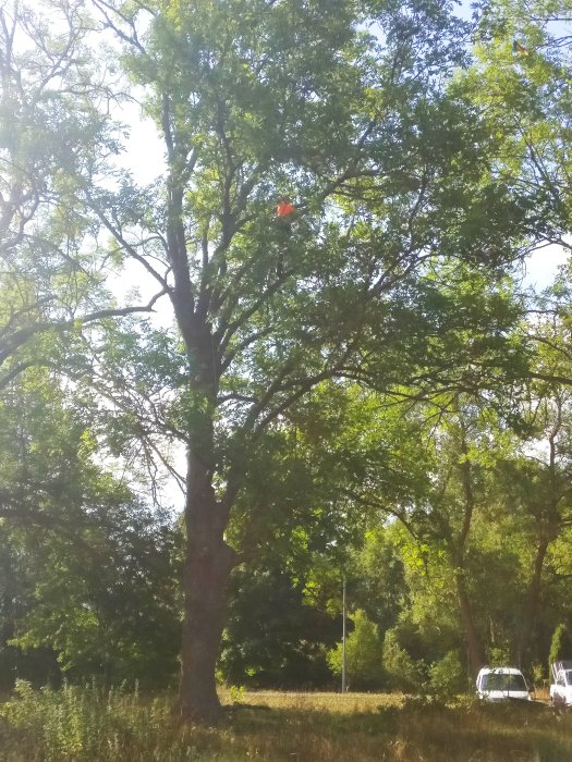 Lummig skog, soligt, gröna lövträd, röd leksak fastnat i grenar, parkerade bilar, naturdagtid.