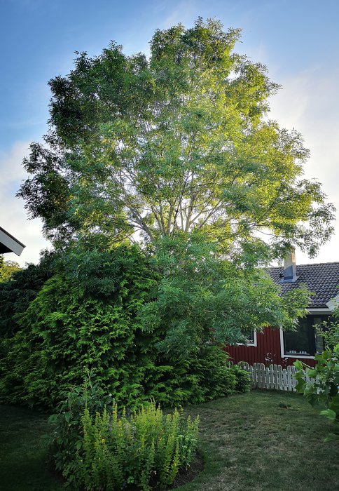 Trädgård med stort träd, buskar, rödfärgat hus, gräsmatta och staket i skymning.