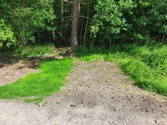 Grönt gräs kontrasterar mot brun jord, träd i bakgrunden, soligt, naturlig stig eller väg.