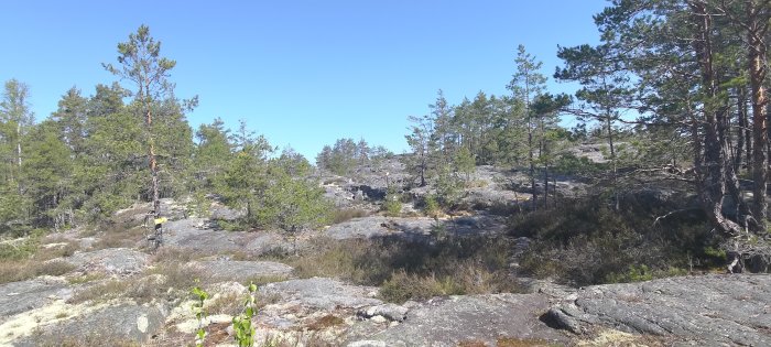 Skogklädd klippig terräng, tallar, blå himmel, soligt, vild natur, ingen synlig mänsklig närvaro.