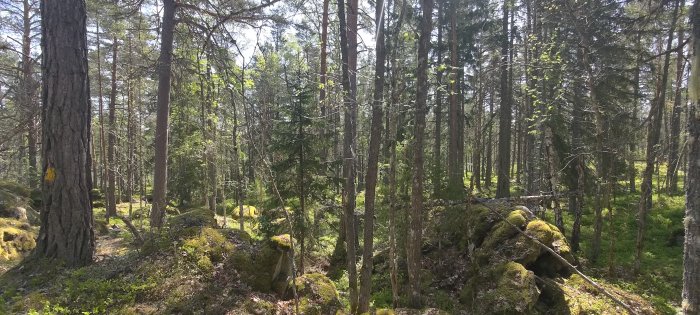 Skog med grönmossiga stenar, trädkronor, solbelyst, orörd natur, vandra, tallar och lövträd, friluftsliv, nordiskt landskap.