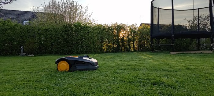 En robotgräsklippare på en välklippt gräsmatta, trädgård med studsmatta i skymningen, hus och träd i bakgrunden.