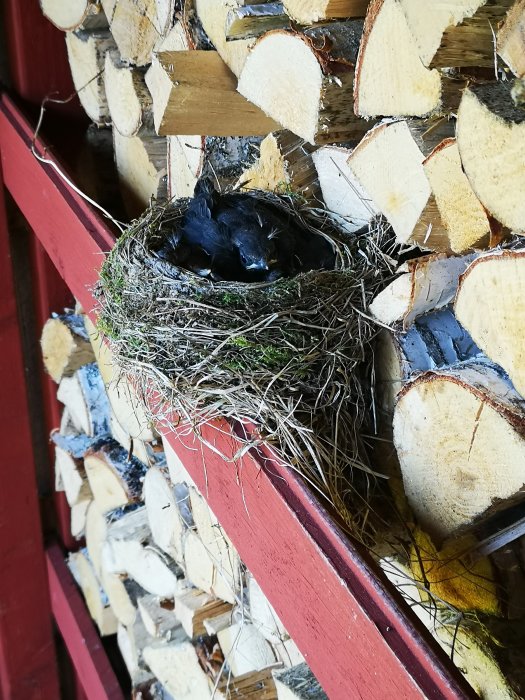 Fågelbon på röd trävägg, omgiven av staplade vedträn. Fågel vilar inuti boet. Naturlig, lugn miljö.