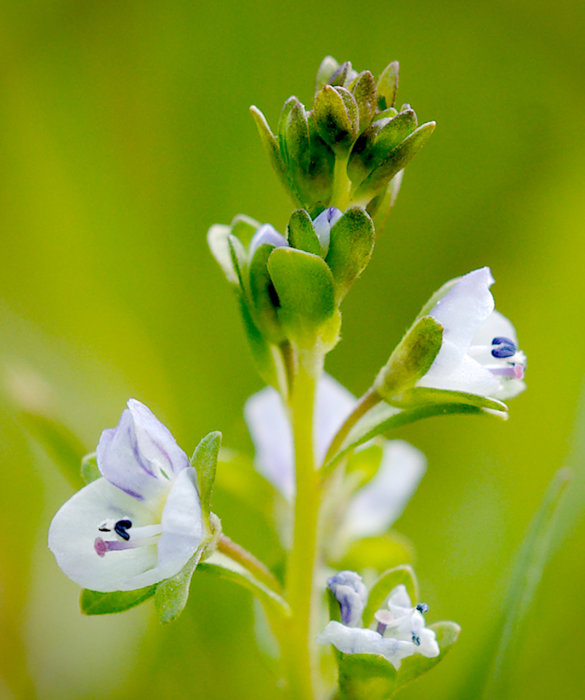 Litet grönt växtsjok med ljuslila blommor i närbild, oskarp grön bakgrund.