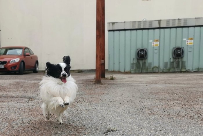 Svartvit hund springer på en grå parkeringsplats, bakgrund med bil och byggnad.