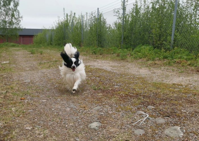 Svartvit hund springer lyckligt utomhus på en grusväg.