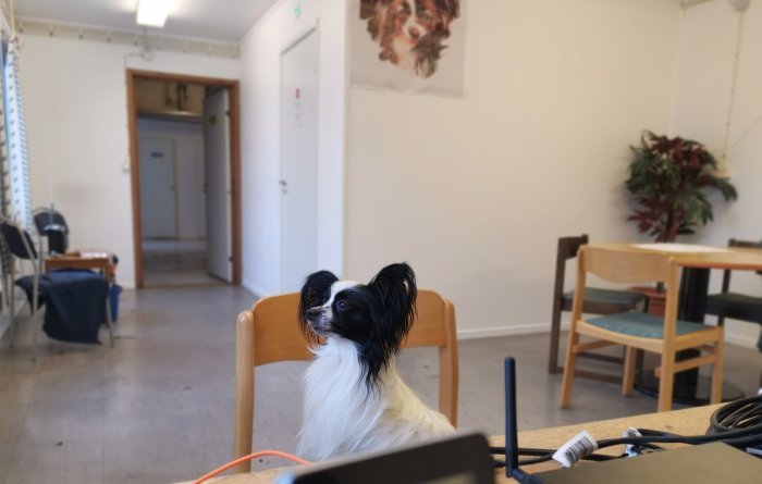 Hund sitter vid bord i rum, tittar bort, konferensmiljö med stolar och bord, växt på fönsterbrädan.