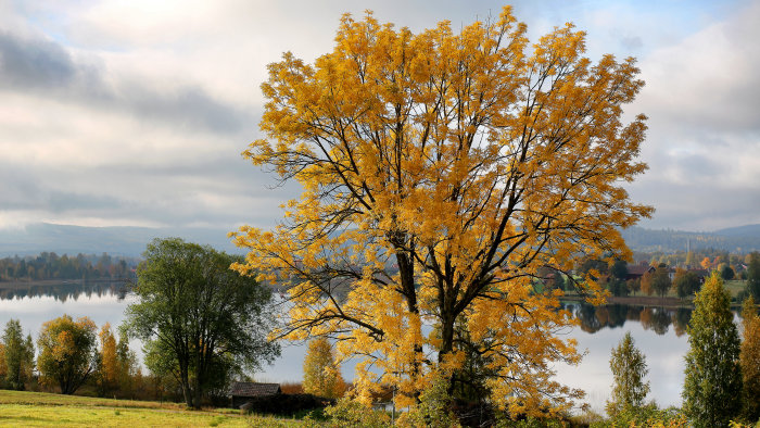 Hösten, gyllene löv på träd, spegelblank sjö, gräs, små hus, molnig himmel.