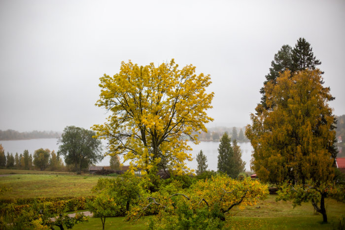 Höstträd med gula löv, dimmigt landskap, sjö i bakgrunden, grå himmel, lugn miljö.