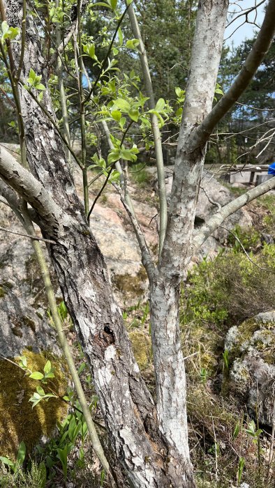 Trädgrenar i förgrunden, knoppar, skogsmiljö, stenig mark, natur, dagsljus.