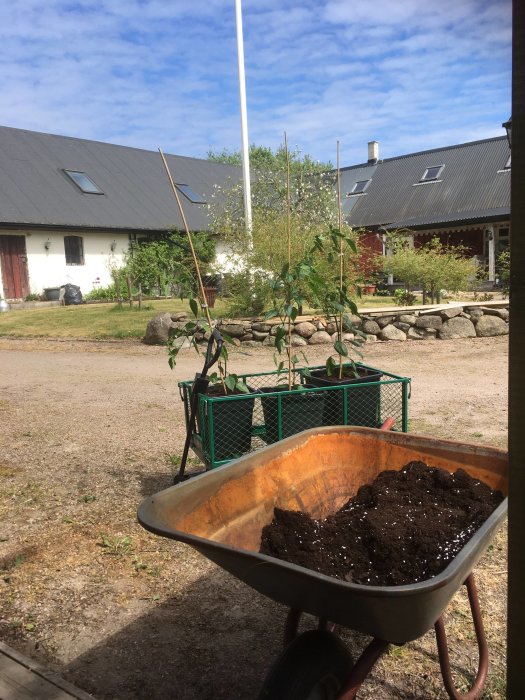 Skottkärra med jord framför, grönsaksplantor i korg, lantgårdshus i bakgrunden, soligt väder.