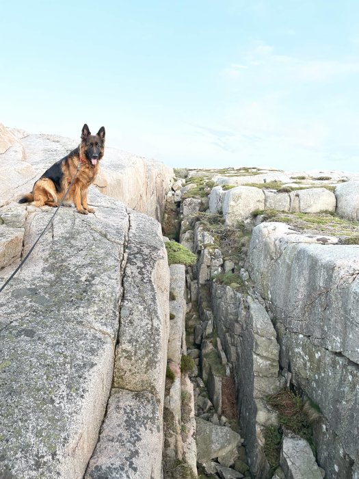 En schäferhund sitter på klippor vid en klyfta under en ljus himmel.