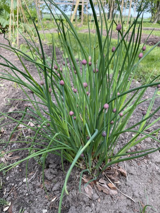 En planta med långa gröna blad och lila knoppar i en trädgård, jord och gräs i bakgrunden.