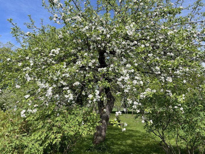 Ett blommande träd med vita blommor, gröna löv mot en klarblå himmel.