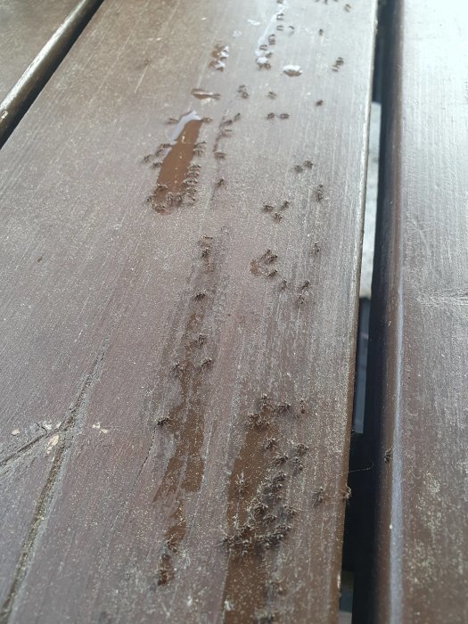 Träbänk med spår av vattendroppar och våta fotavtryck, antagligen av en liten hund.