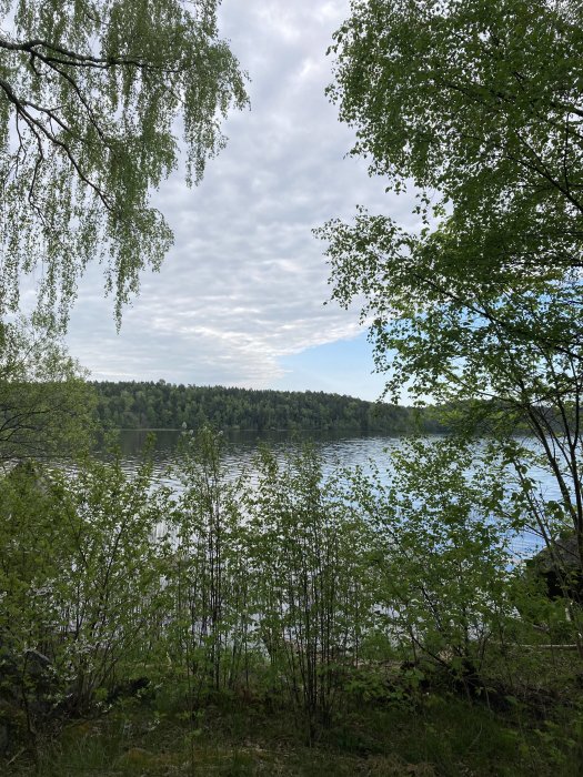 Skogsmark nära vatten, björkar i förgrunden, molnig himmel, lugn sjö, tidig sommar eller vår.