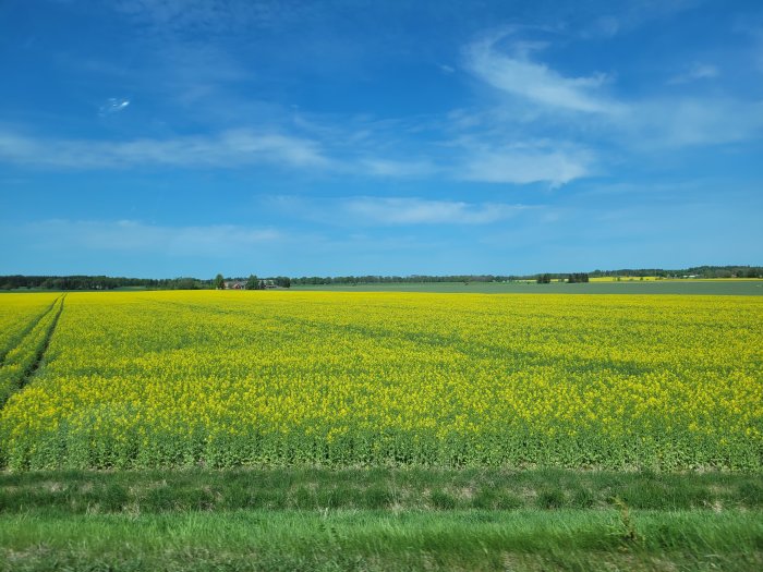 Ett vidsträckt, blommande gult rapsfält under en klarblå himmel på en solig dag.