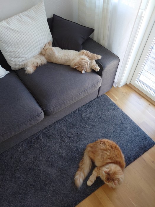 Ljus vardagsrumsmiljö med en ljusbrun hund som slappar på soffa, rödorange katt som sover på matta.