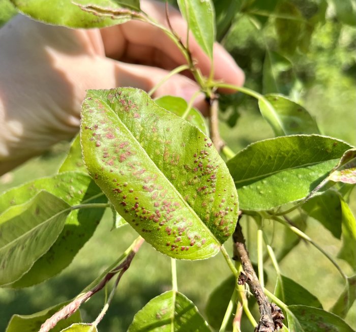 En hand håller ett grönt blad med brunaktiga fläckar mot en suddig naturbakgrund i dagsljus.