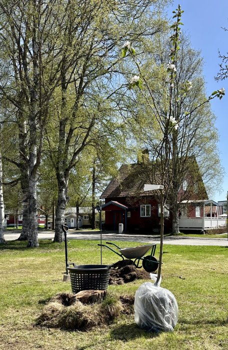 Trädplantering, spade, skottkärra, säck, grästuva, björkar, soligt, rött hus, vår, grönt gräs.