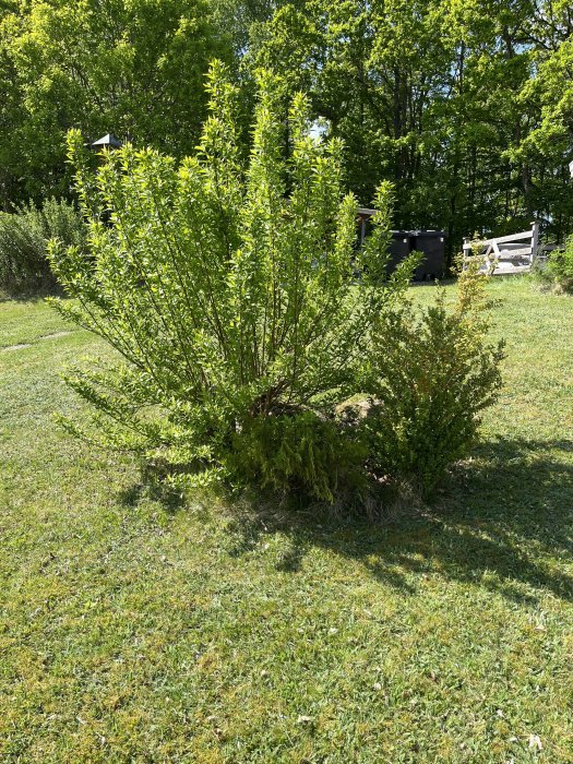 Grönt buskage mot soligt, skogsbakgrundslandskap, gräsplan och en kompostbehållare i det fjärran.