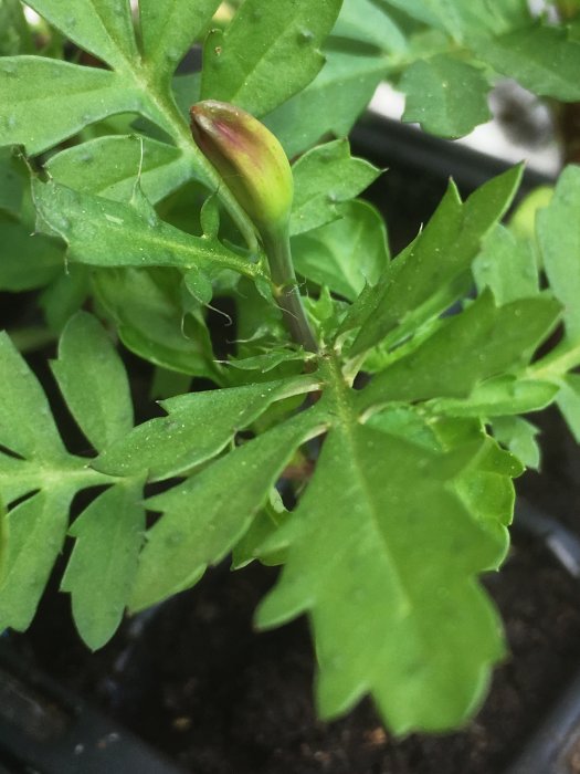 Unga gröna blad och en knopp, troligen en växt i början av blomningsfasen.