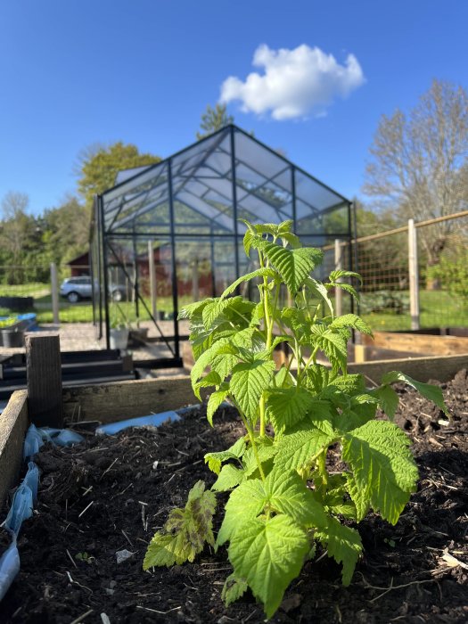 En planta i förgrunden med ett växthus och klar himmel i bakgrunden.