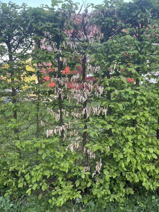Gröna blad, torra blad, trädstammar, grenar, rosa byggnad i bakgrunden, gräs, utomhus, dagtid, vår eller sommar.