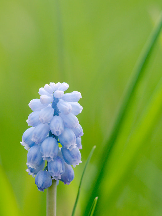 En blå pärlhyacint framträder mot en suddig grön bakgrund. Vårblomma, natur, mjuka färger, friskhet, skärpedjup.