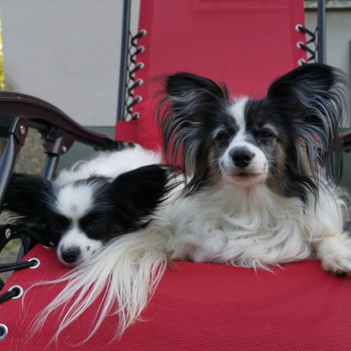 Två Papillonhundar på röd stol utomhus; fluffiga öron, vaksamma ögon, avslappnade.