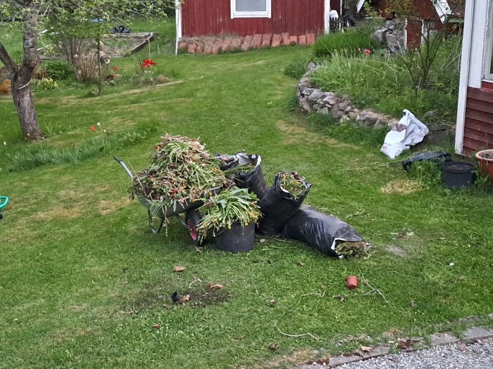 Trädgårdskärra, fyllda säckar med trädgårdsavfall, gräsmatta, röd stuga, stenmur, en del blommor, molnig himmel.