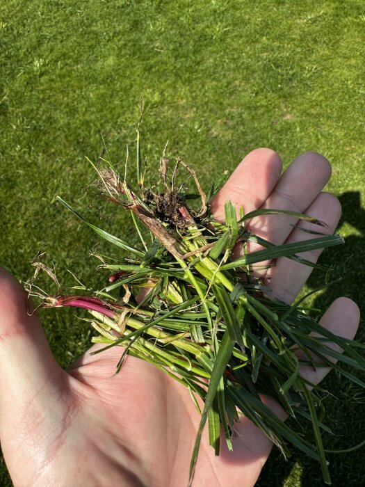 En hand håller grästuv med rötter, uppgrävt från en välunderhållen gräsmatta i soliga väder.