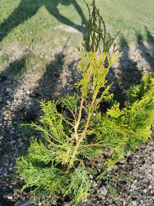 Grönt barrträd uppväxt i jord, delvis brunt, med skuggor och gräs i bakgrunden. Soligt väder.