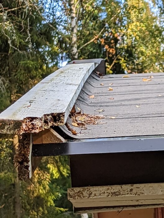 Skadat takränne på hus, löv, skogsbakgrund, underhållsbehov, utomhus, dagsljus.