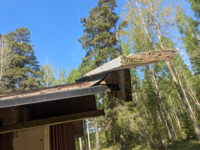 Träkonstruktion, möjligen en del av ett tak, i ett skogsområde vid dagtid med blå himmel.